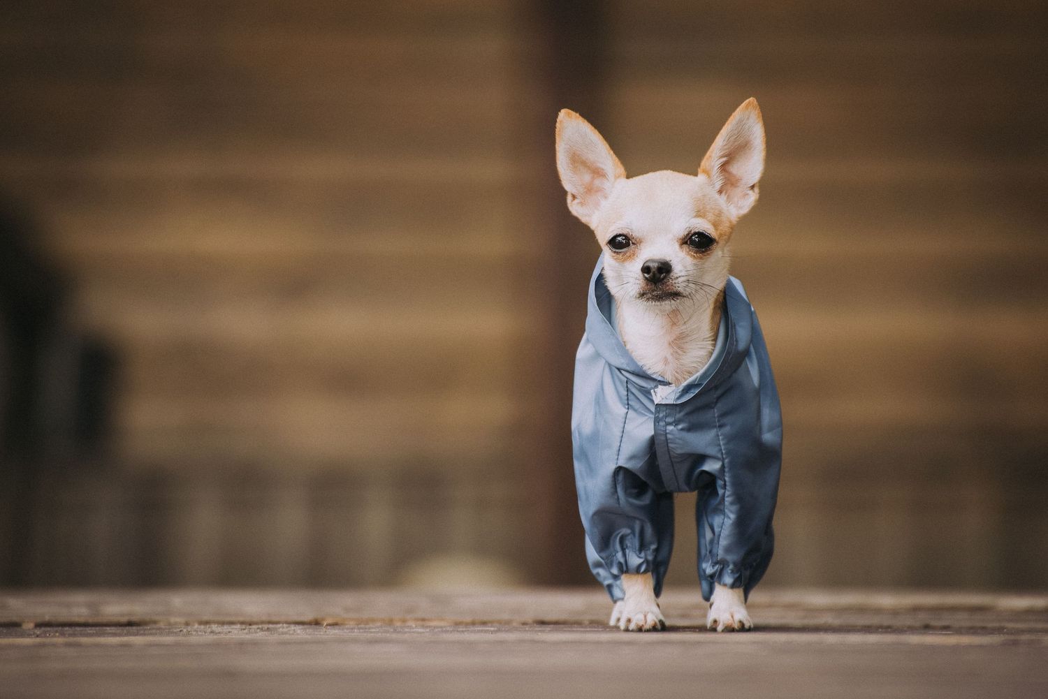 chihuahua