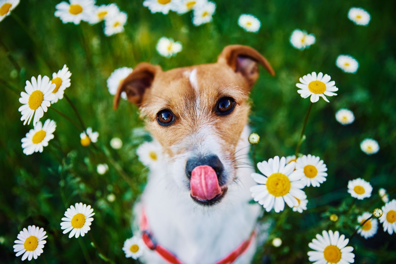 dog in daisys
