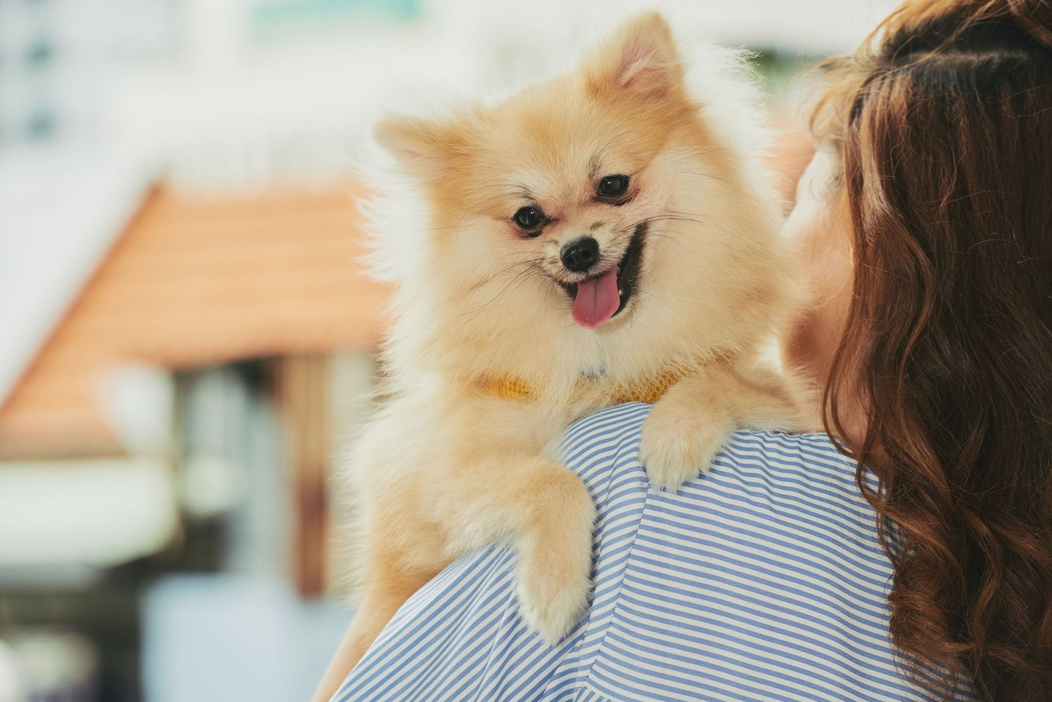 cute dog