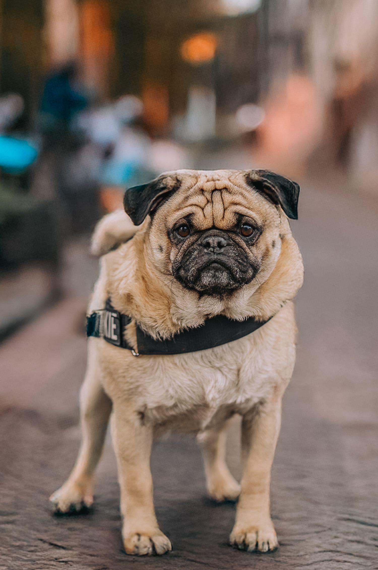 pug