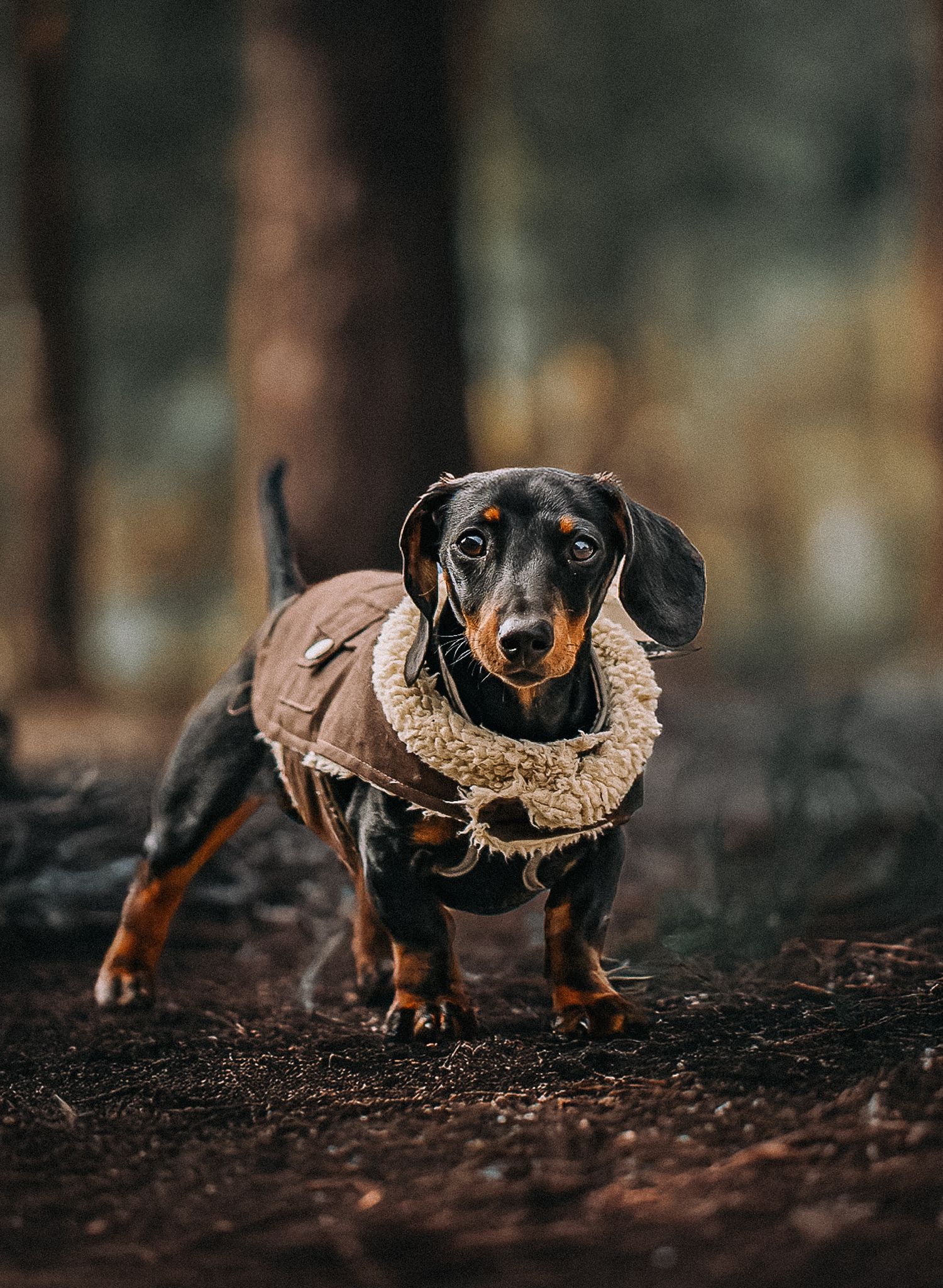 dog photography