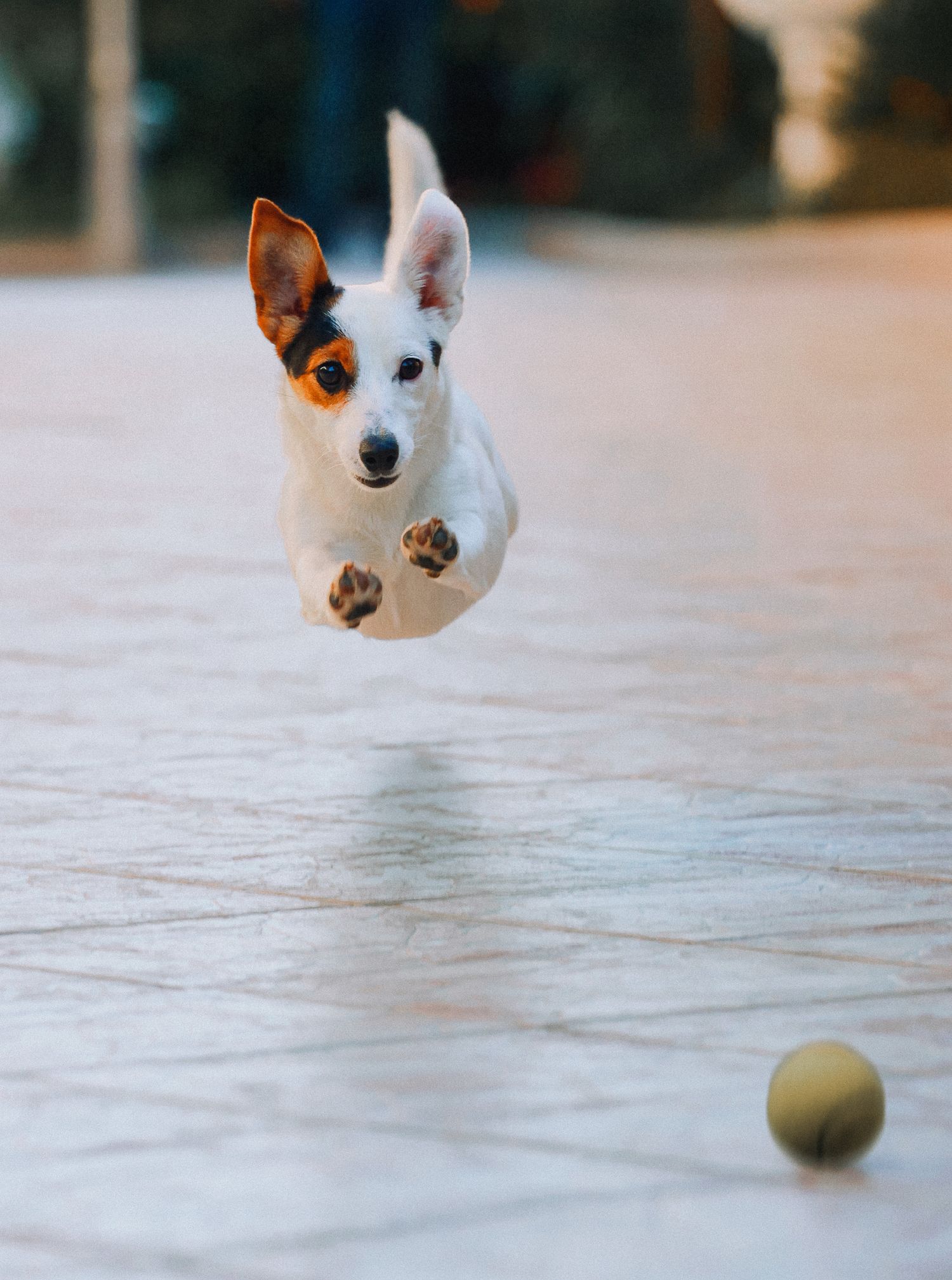 dog runs