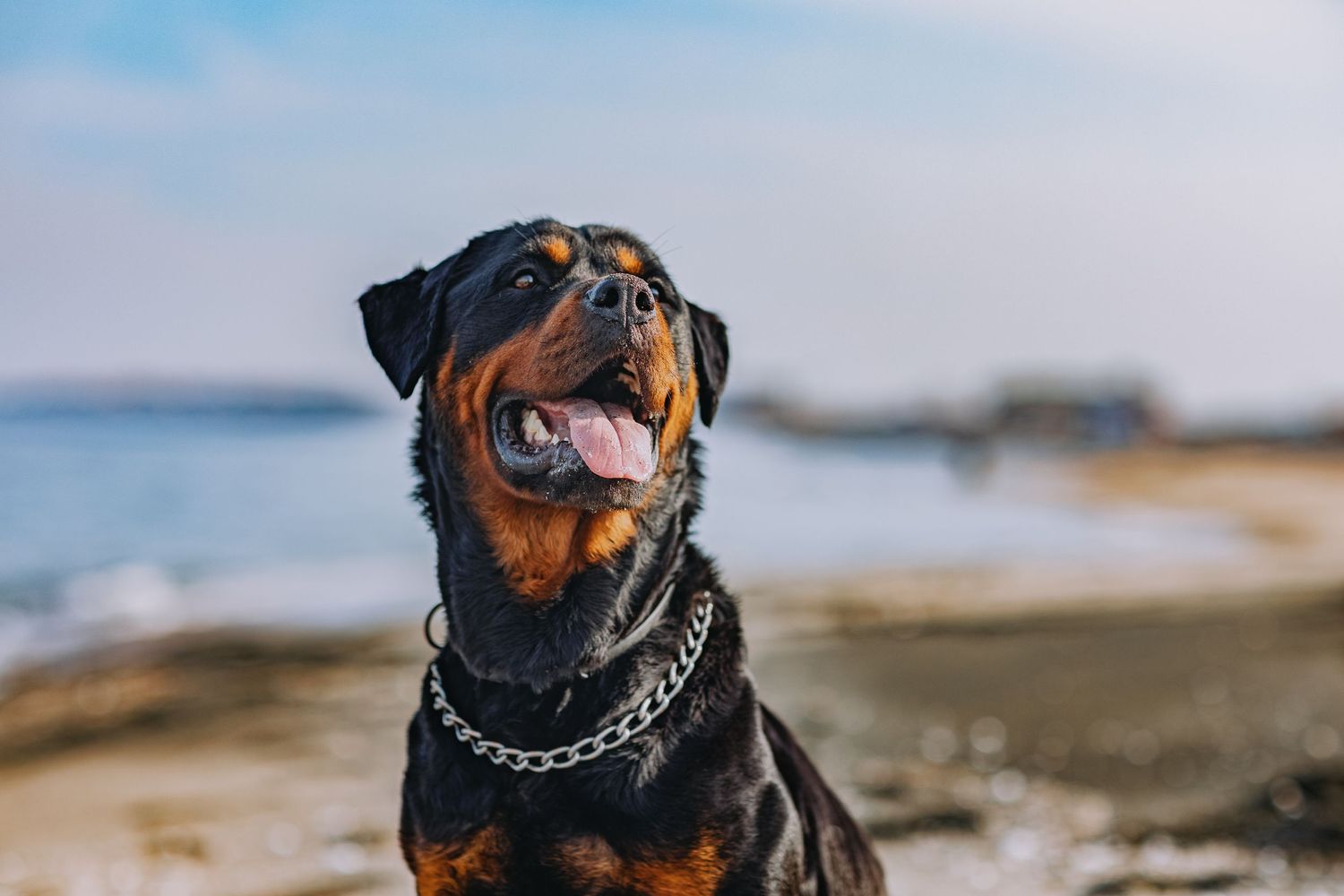 happy rottweiler on beach