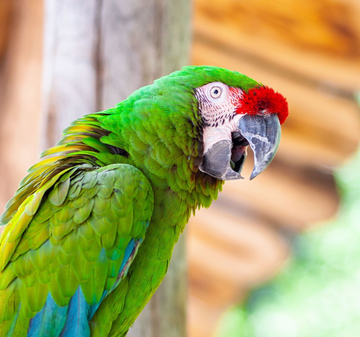 macaw parrot