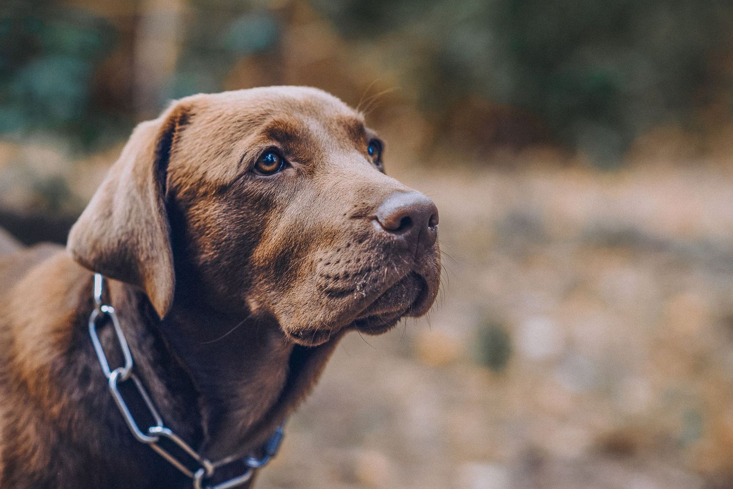 portrait of labrador
