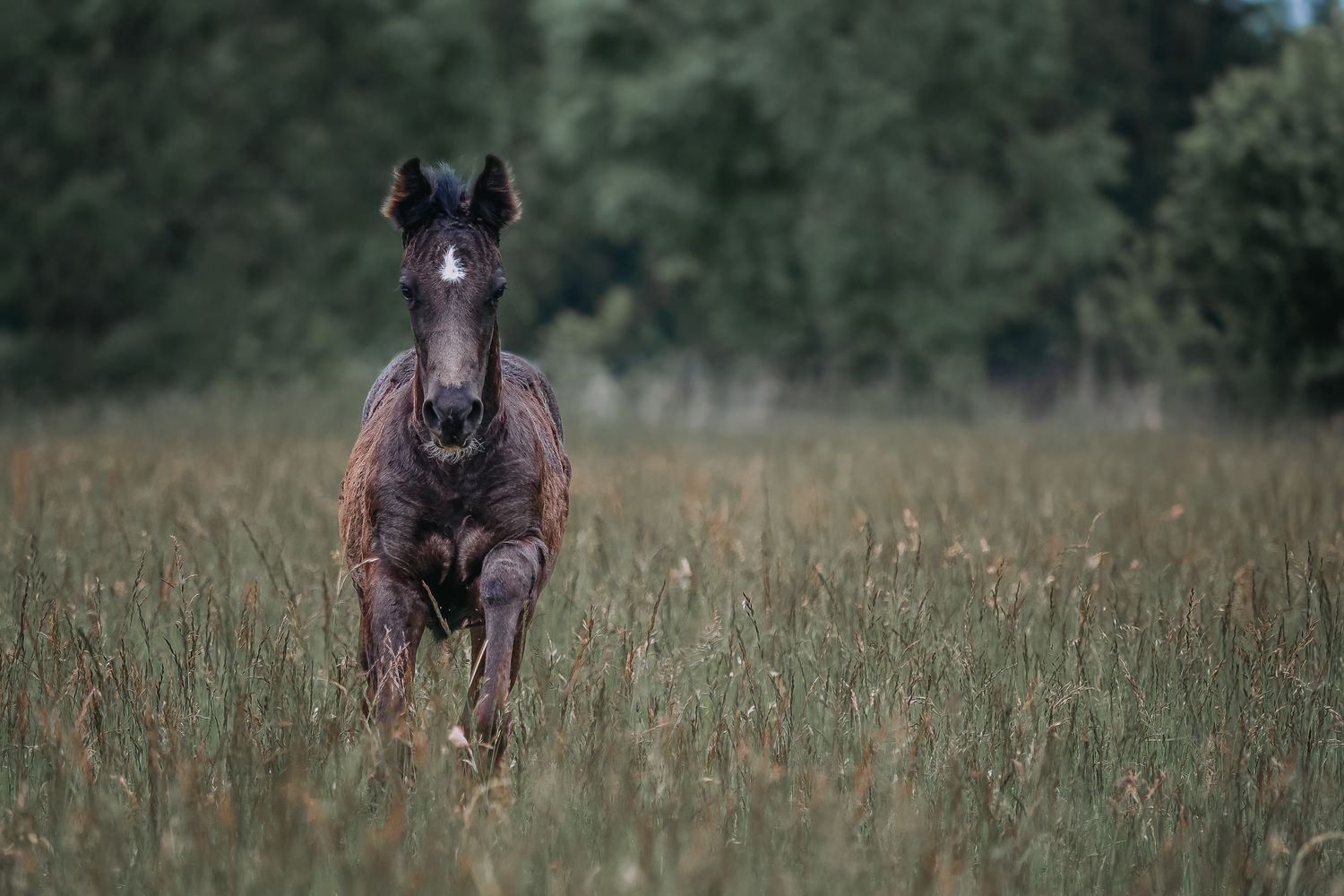 running foal