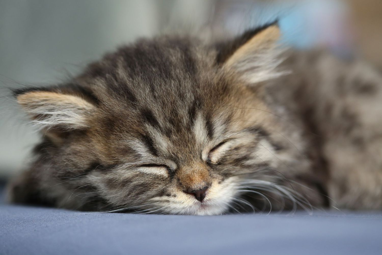 sleeping kitten