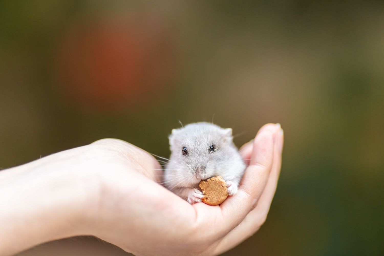 hamster pet