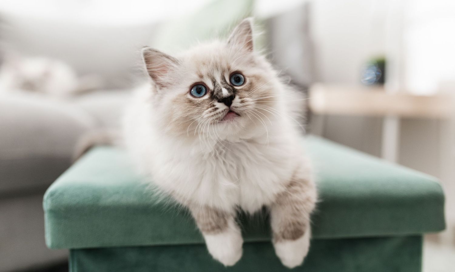 kitten