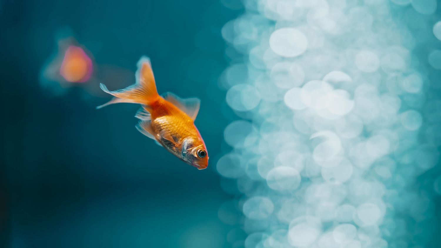 goldfish pet