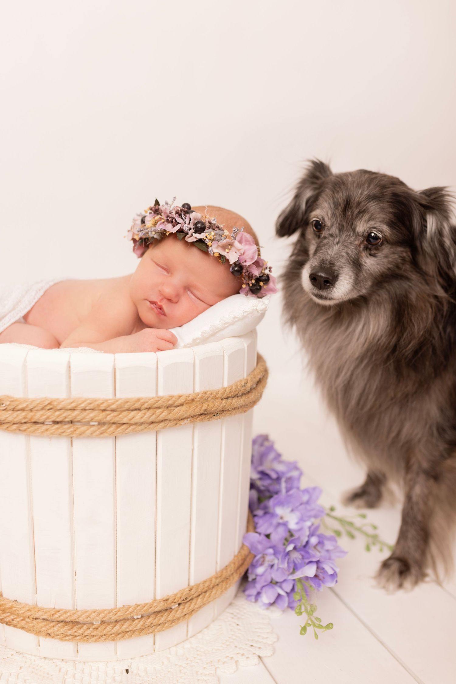 Sweet newborn baby sleeping in white barrel prop with floral crown as grey family dog watches nearby with purple flowers.