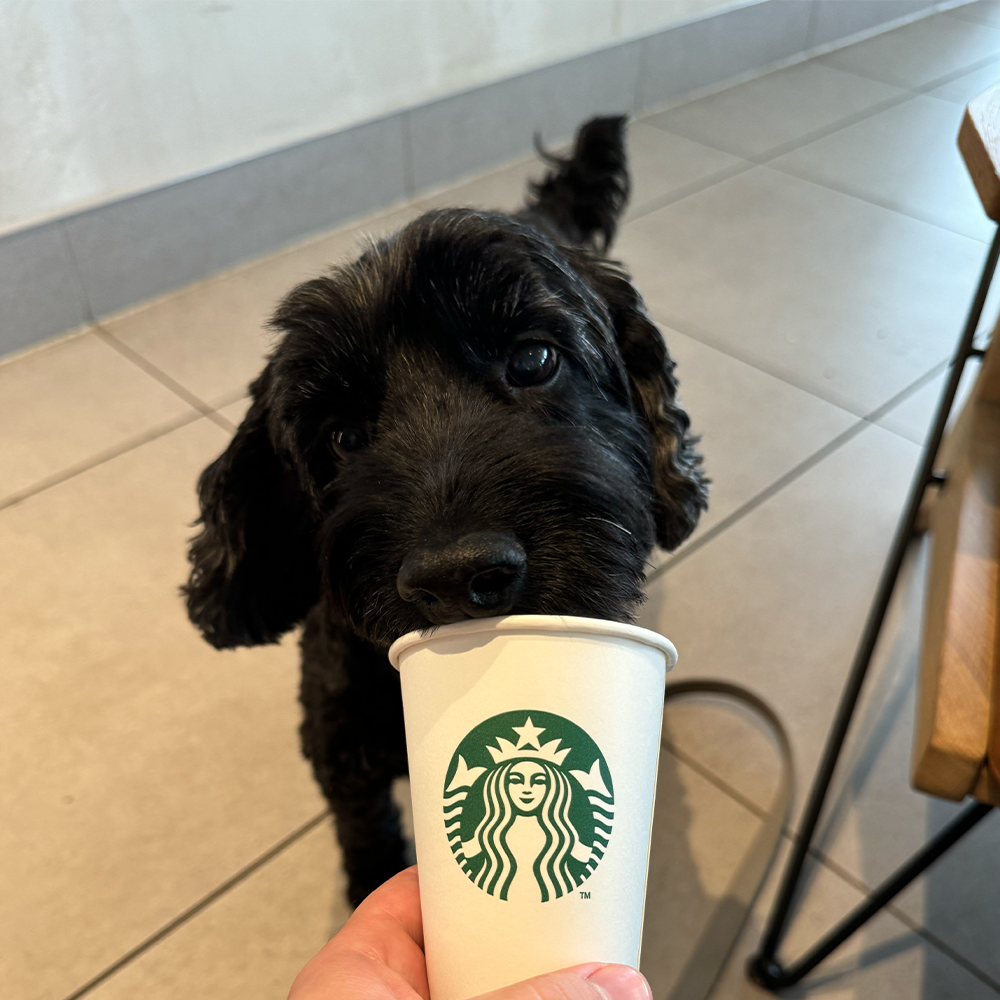 A black cocker spaniel looking intently at a Starbucks coffee cup being held in front of them.