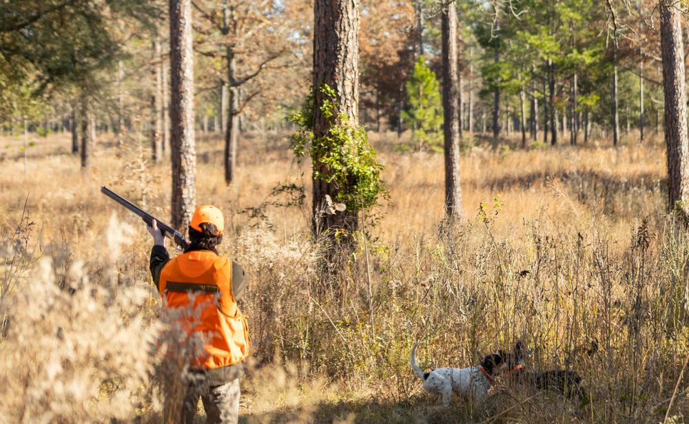 Commercial: Rio Piedra, Quail Hunt
