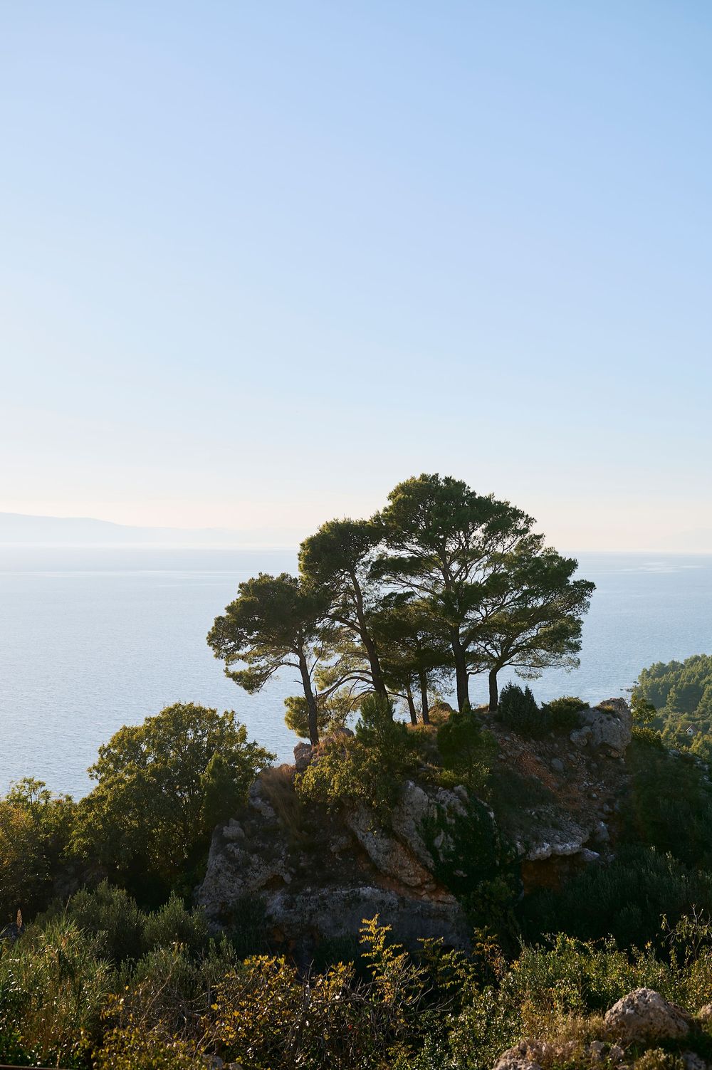 Pine trees stand majestically on a rocky cliff overlooking a misty ocean horizon at sunset.