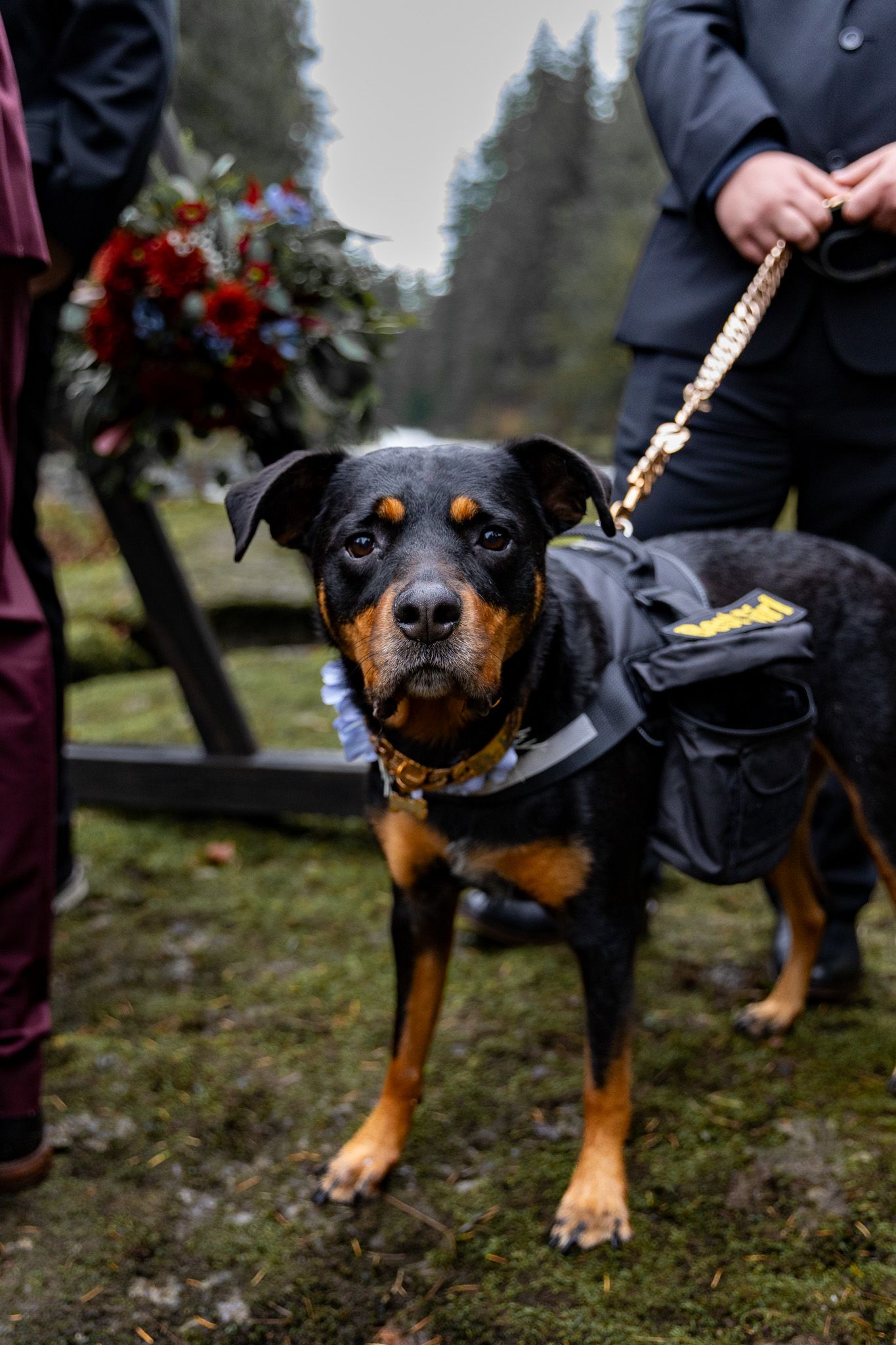 Dog at East Fork Lewis River Elopement Battleground Washington. PNW Elopement Photographer.