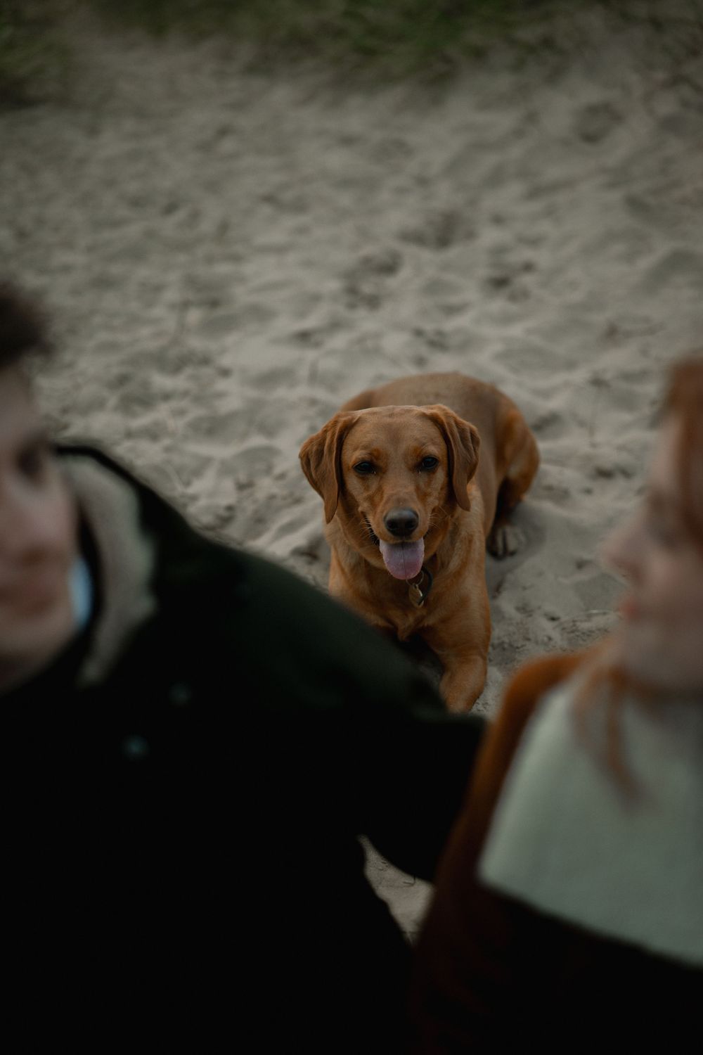 A golden retriever lying on sandy beach looking up at camera, with two people partially visible in foreground.