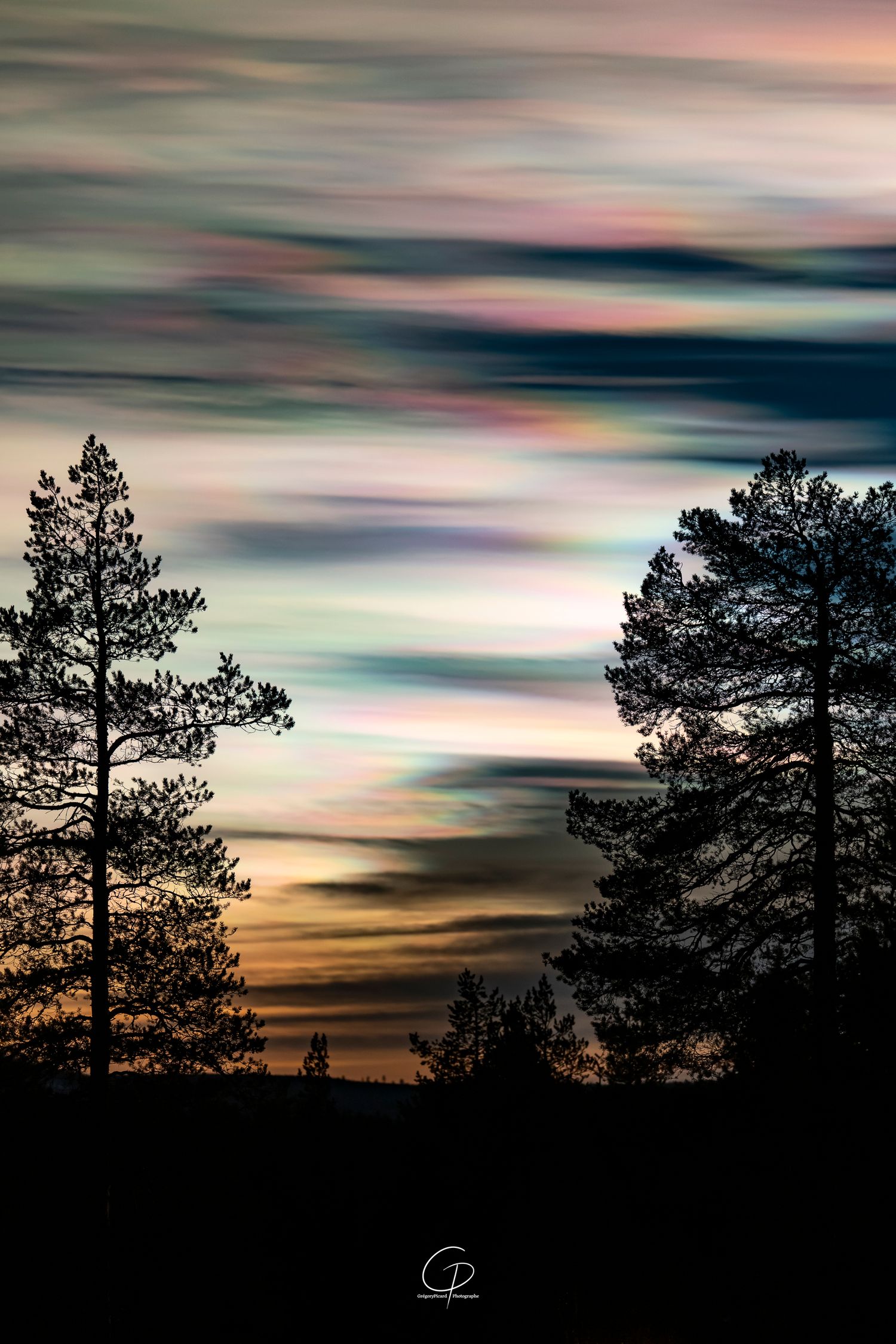 Silhouetted pine trees against a dramatic sky with iridescent nacreous clouds during sunset.