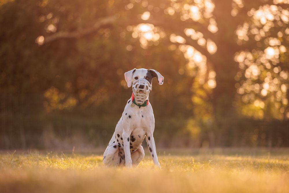 A Dalmatian dog sits in a grassy field during golden hour sunset lighting, looking directly at camera.