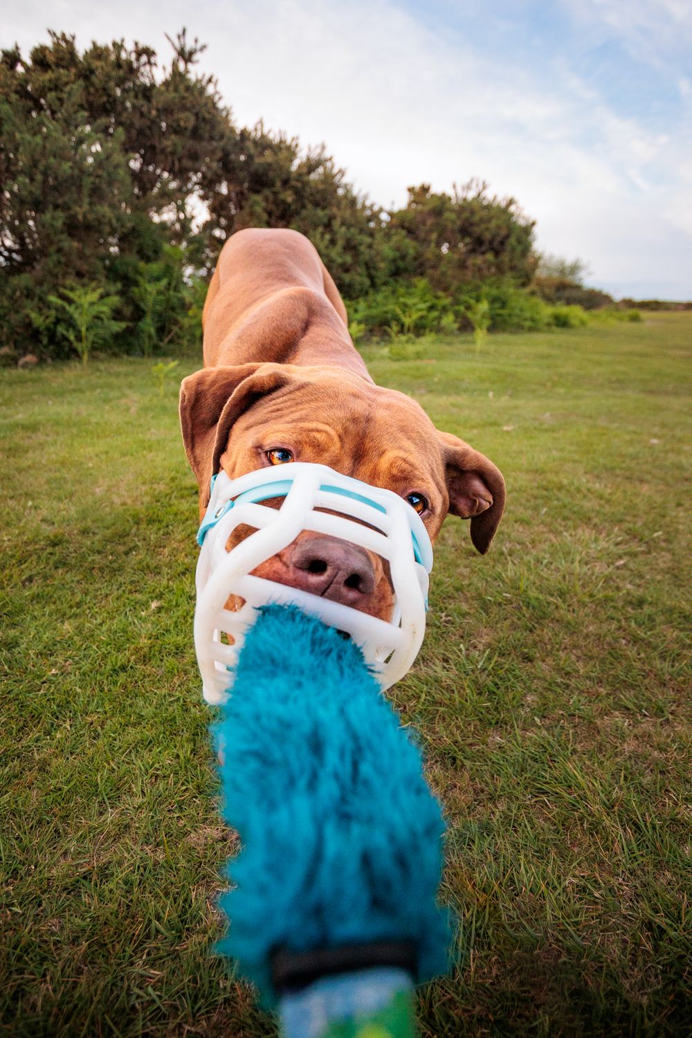 Sequence of close-up shots showing a bullie playing with a blue rope toy in a grassy field.