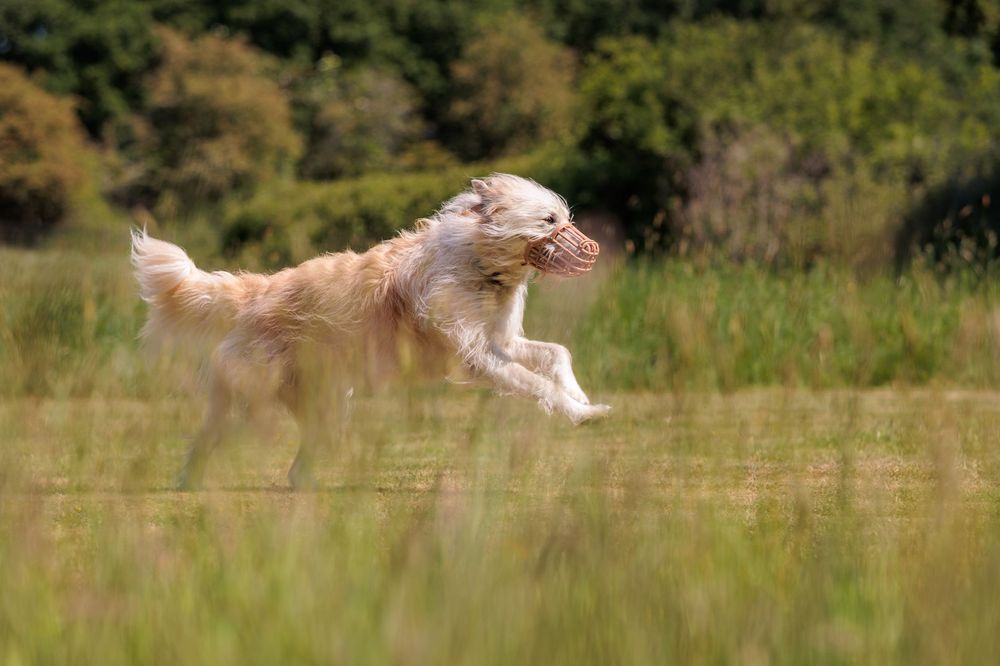 Lurcher dog running and leaping joyfully through tall green grass in sunny outdoor field.