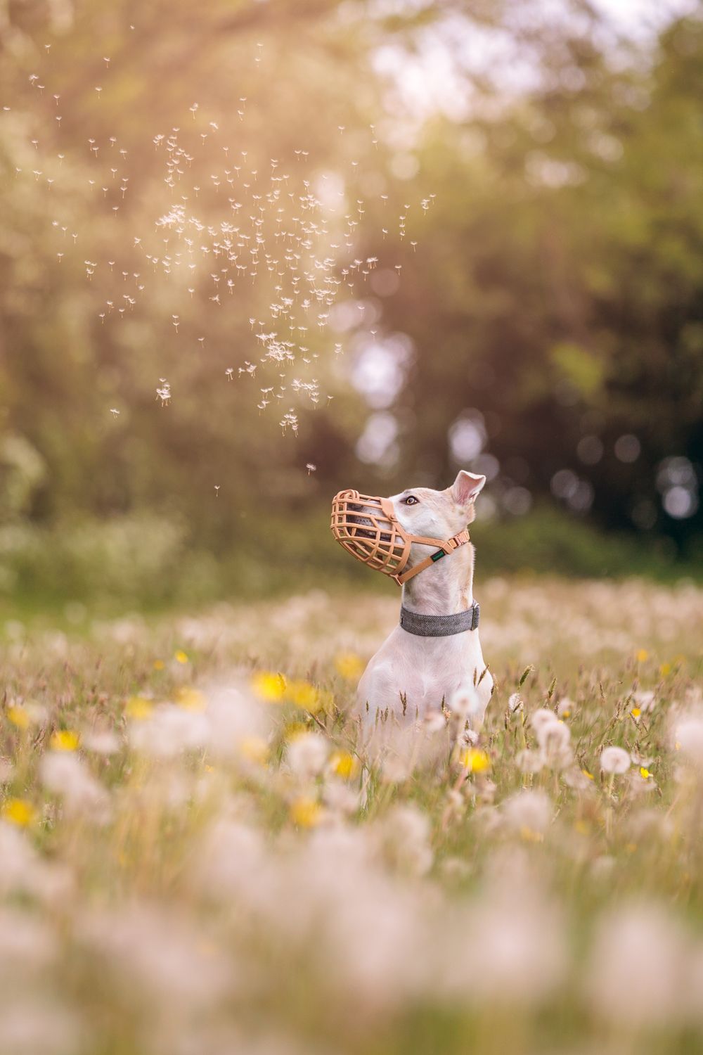 Dog wearing muzzle sits in sunny meadow with dandelions while backlit by warm golden light.