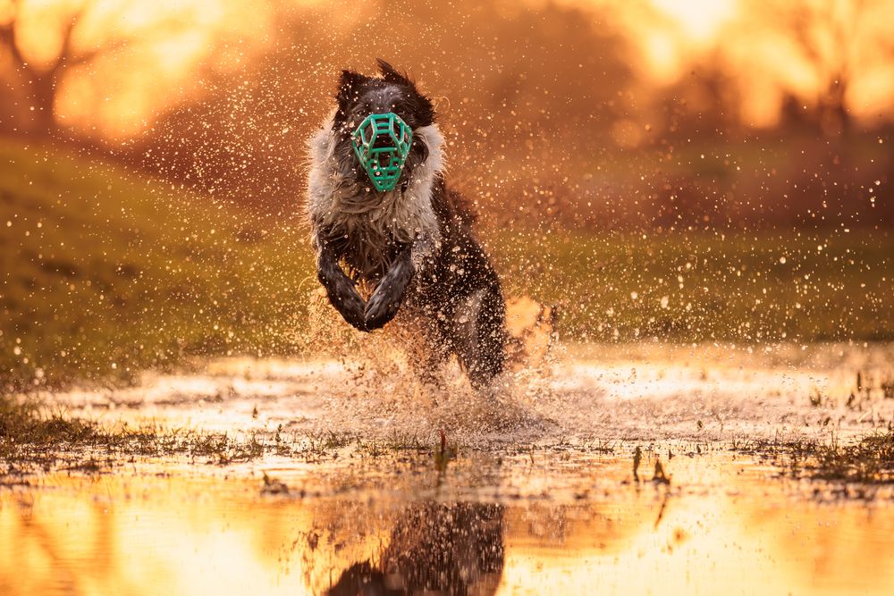A Border Collie splashes through shallow water at sunset creating a beautiful golden silhouette effect.