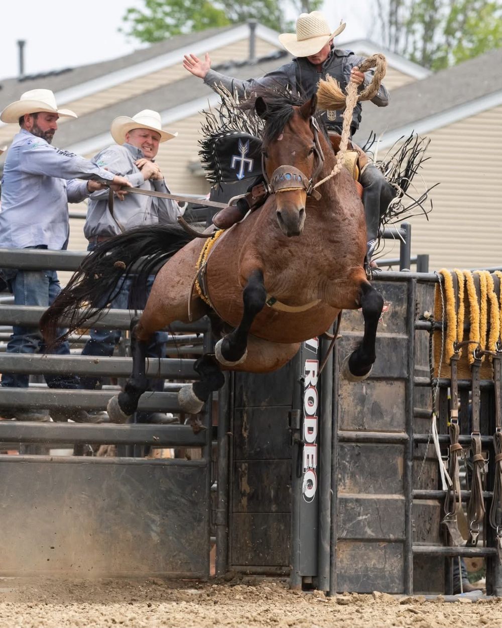 Horse and rider performing dramatic jump during rodeo bronc riding competition. Pro Rodeo PRCA Rodeo Photographer Dakota Cardenas