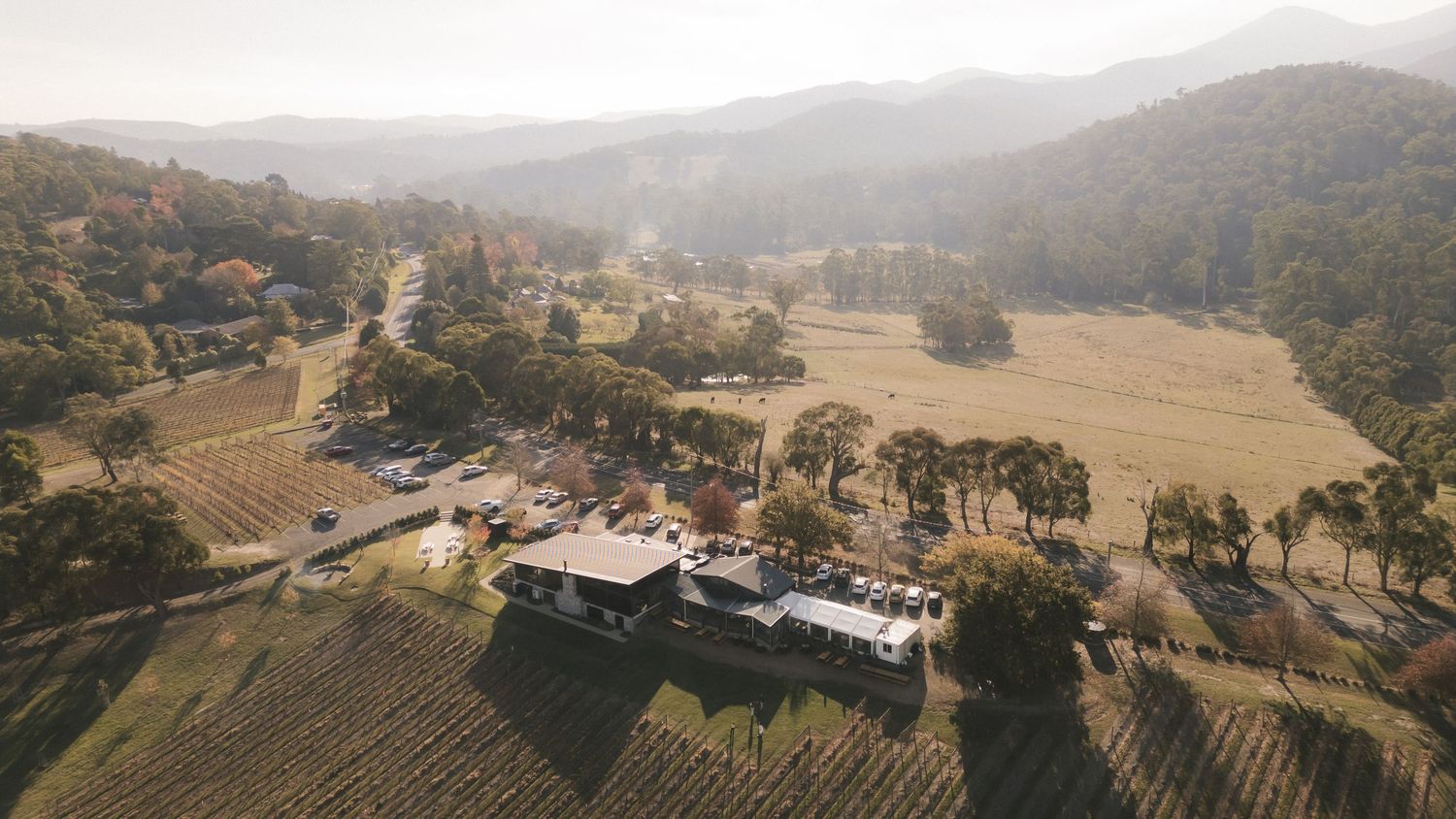 Aerial view of a winery estate nestled in rolling hills with vineyards and scattered trees on a misty morning.