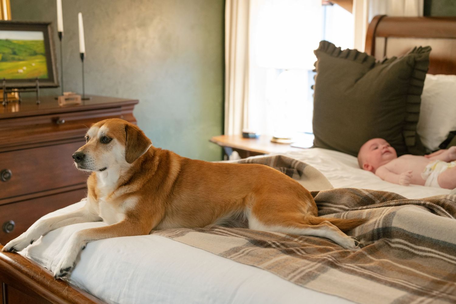 Beagle dog relaxing on striped bedding in sunlit bedroom.