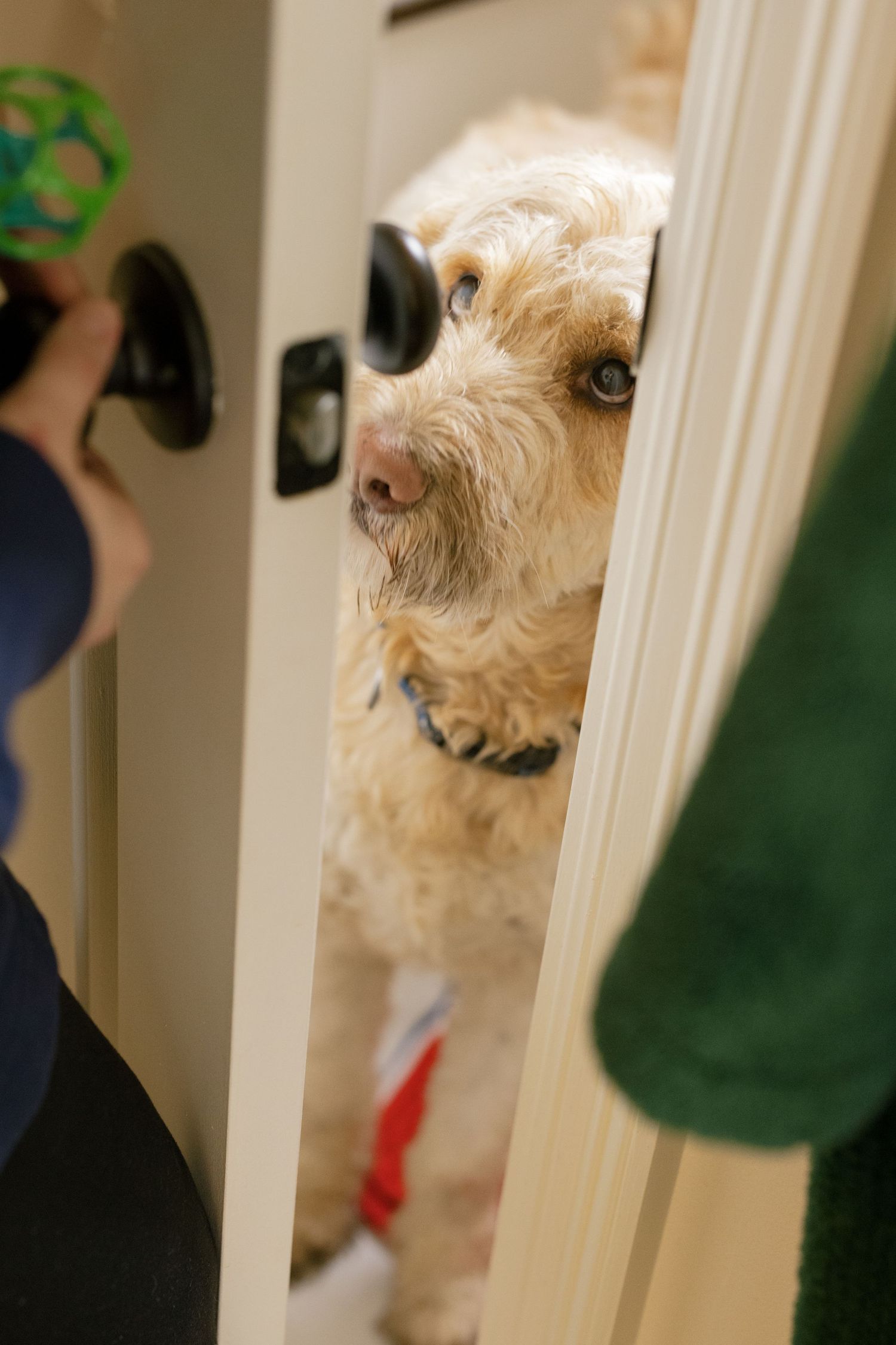 A fluffy white dog peeks through white balusters in a series of progressive shots.