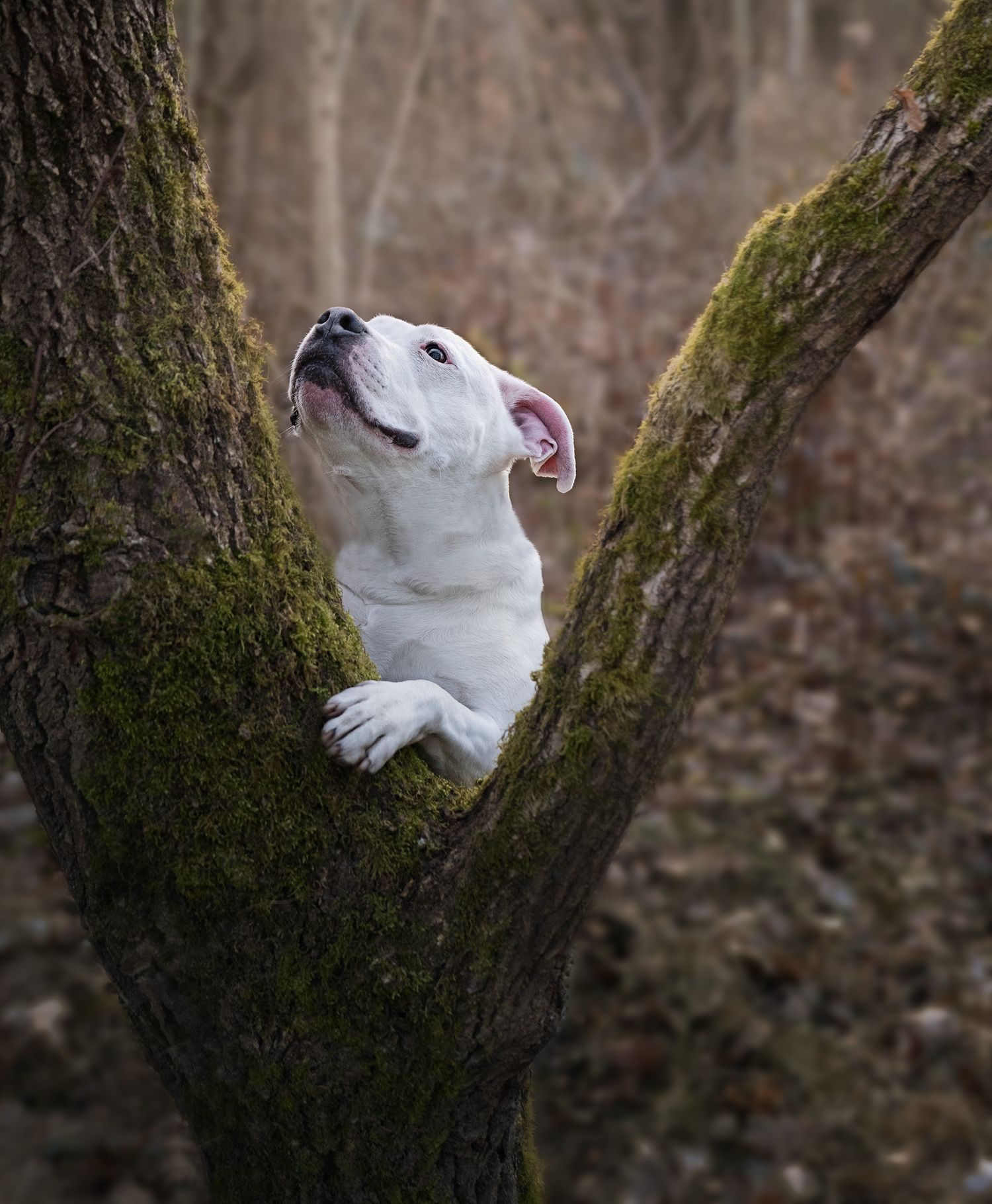 White dog rests between mossy tree branches in a forest setting.
