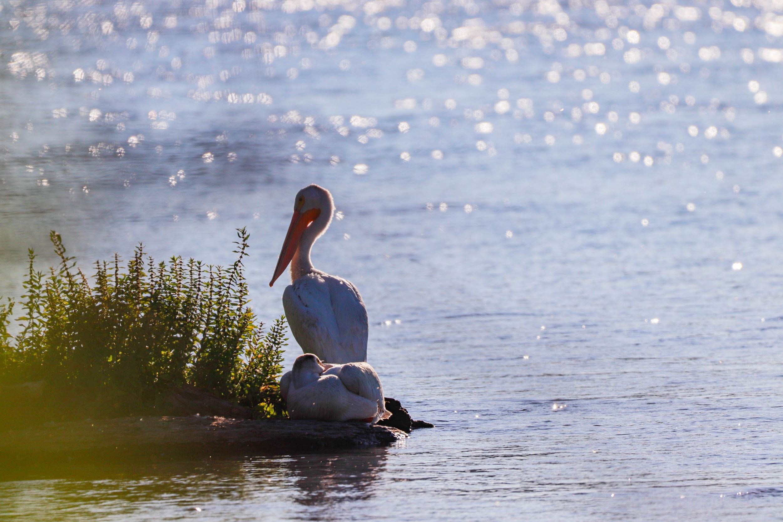 Pelican