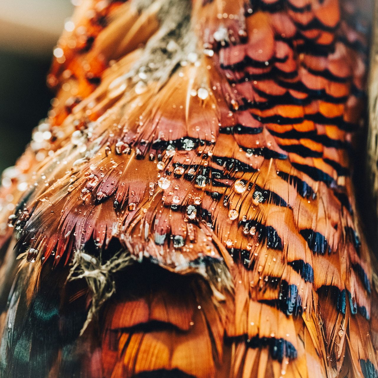 Reportage detail shot of pheasant feathers from a driven shoot