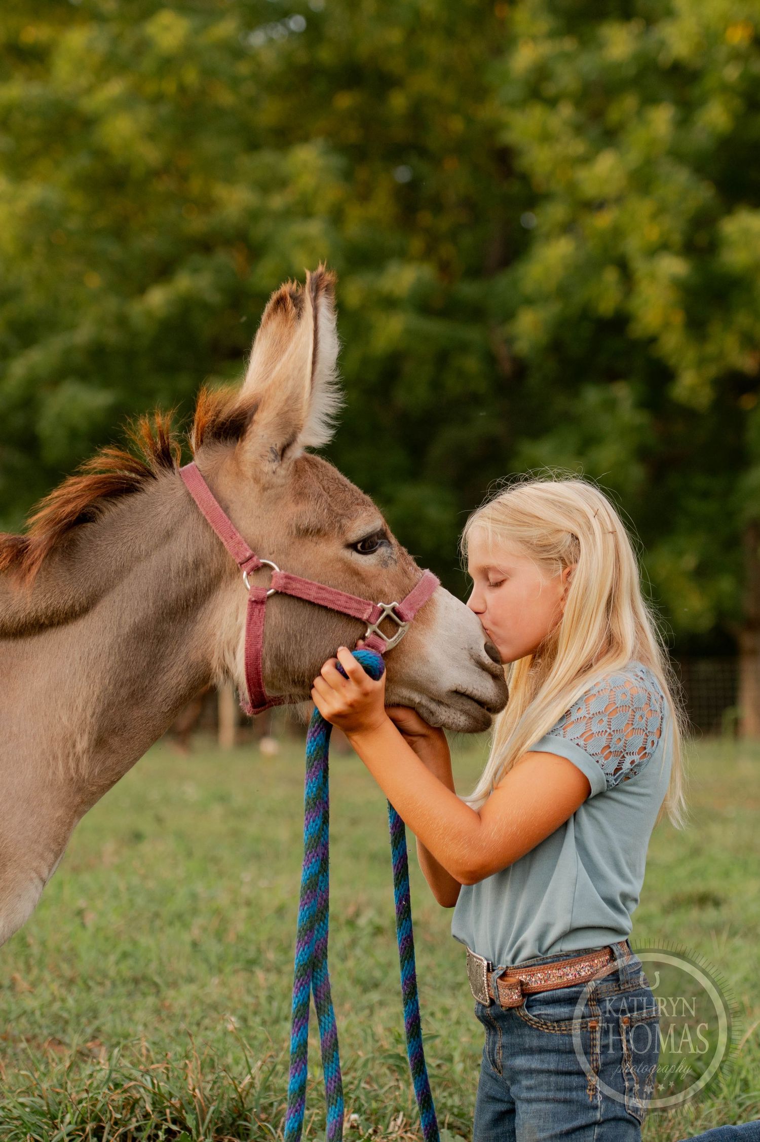 A gentle moment between a miniature donkey and someone petting its nose against a green leafy backdrop.