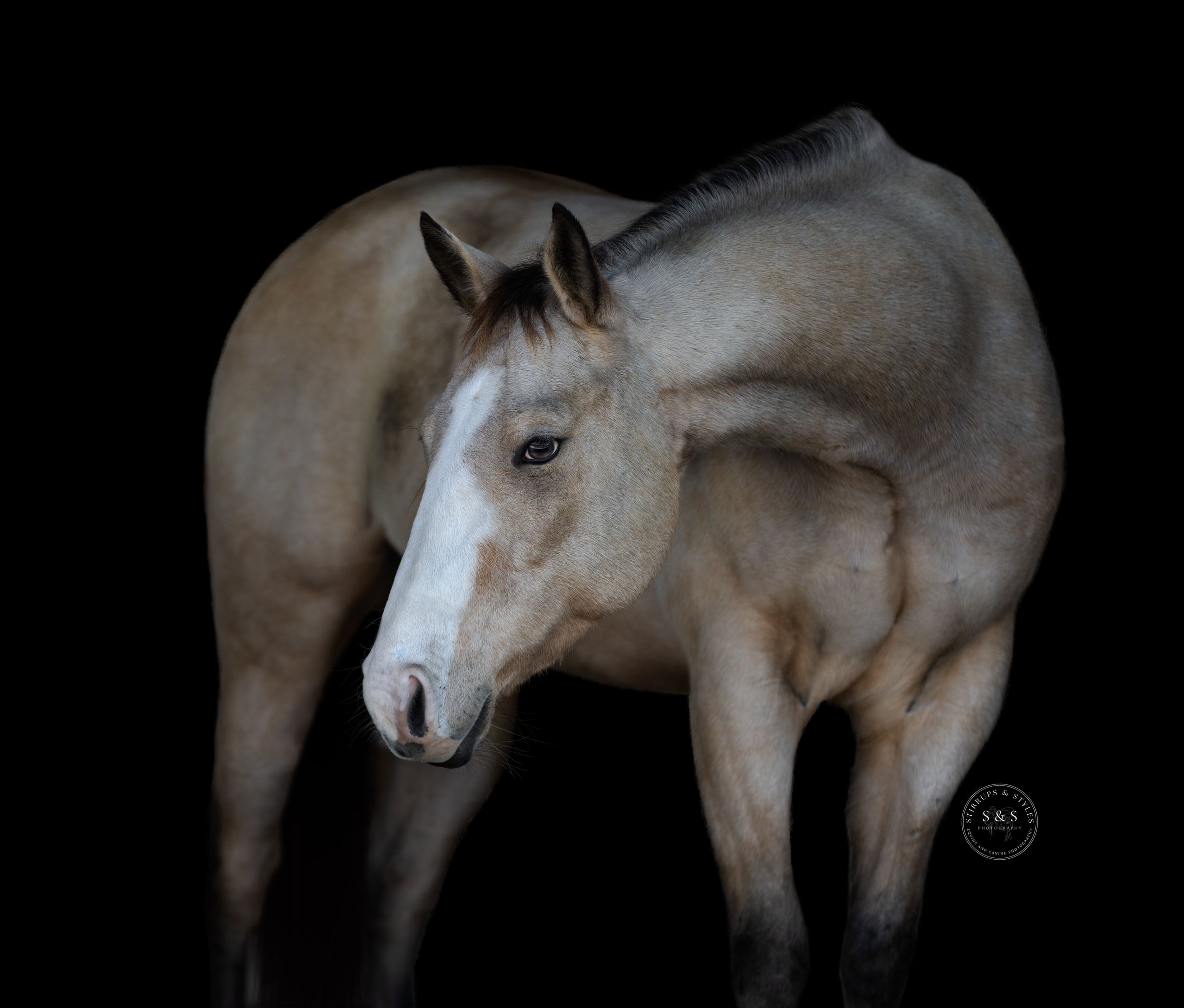 Artistic portrait of a light colored horse against black background.