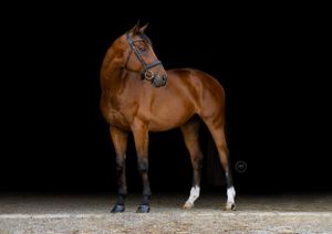 A muscular bay horse with white markings poses against a dramatic black background.
