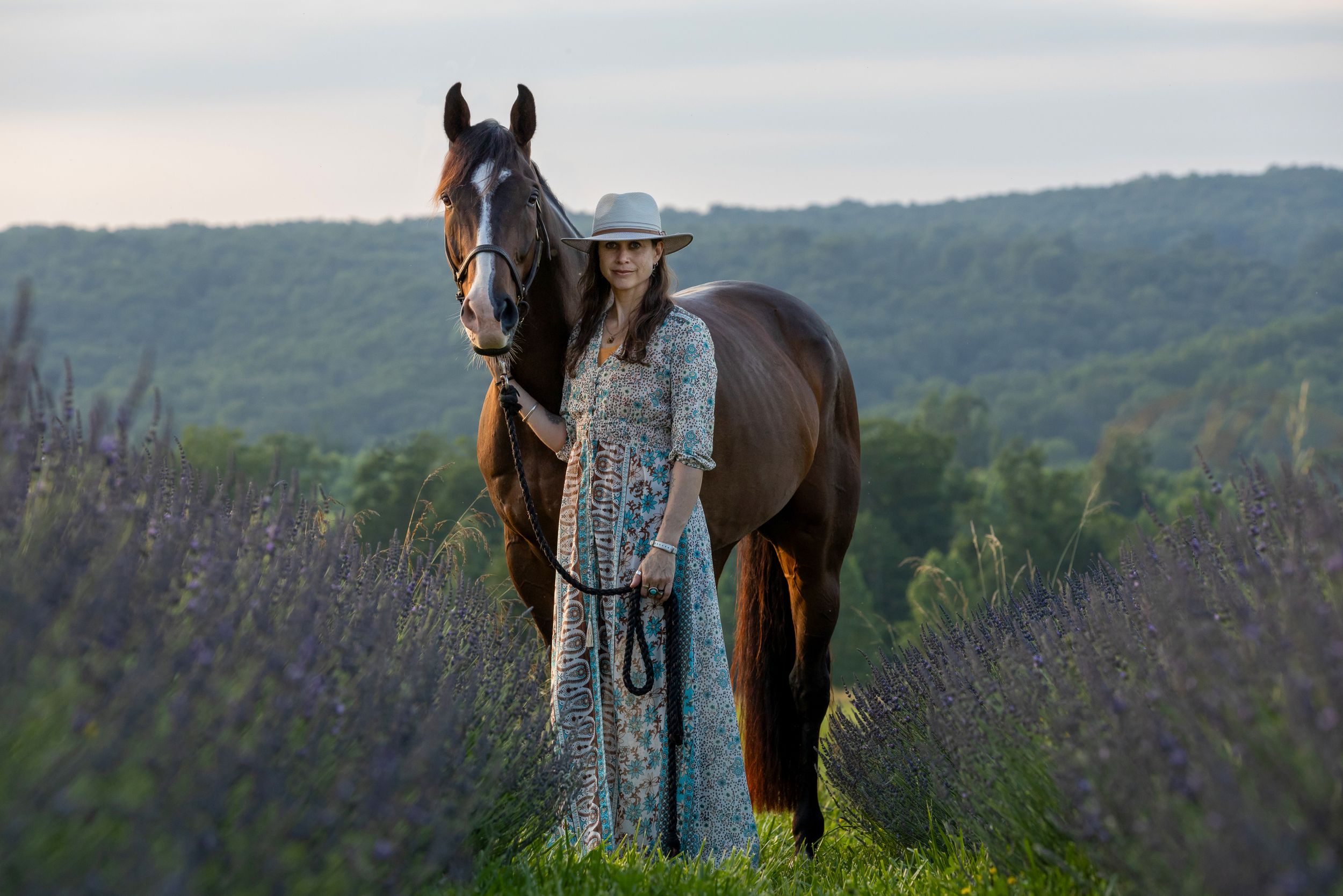 A dark horse and companion stand among blooming lavender at sunset.