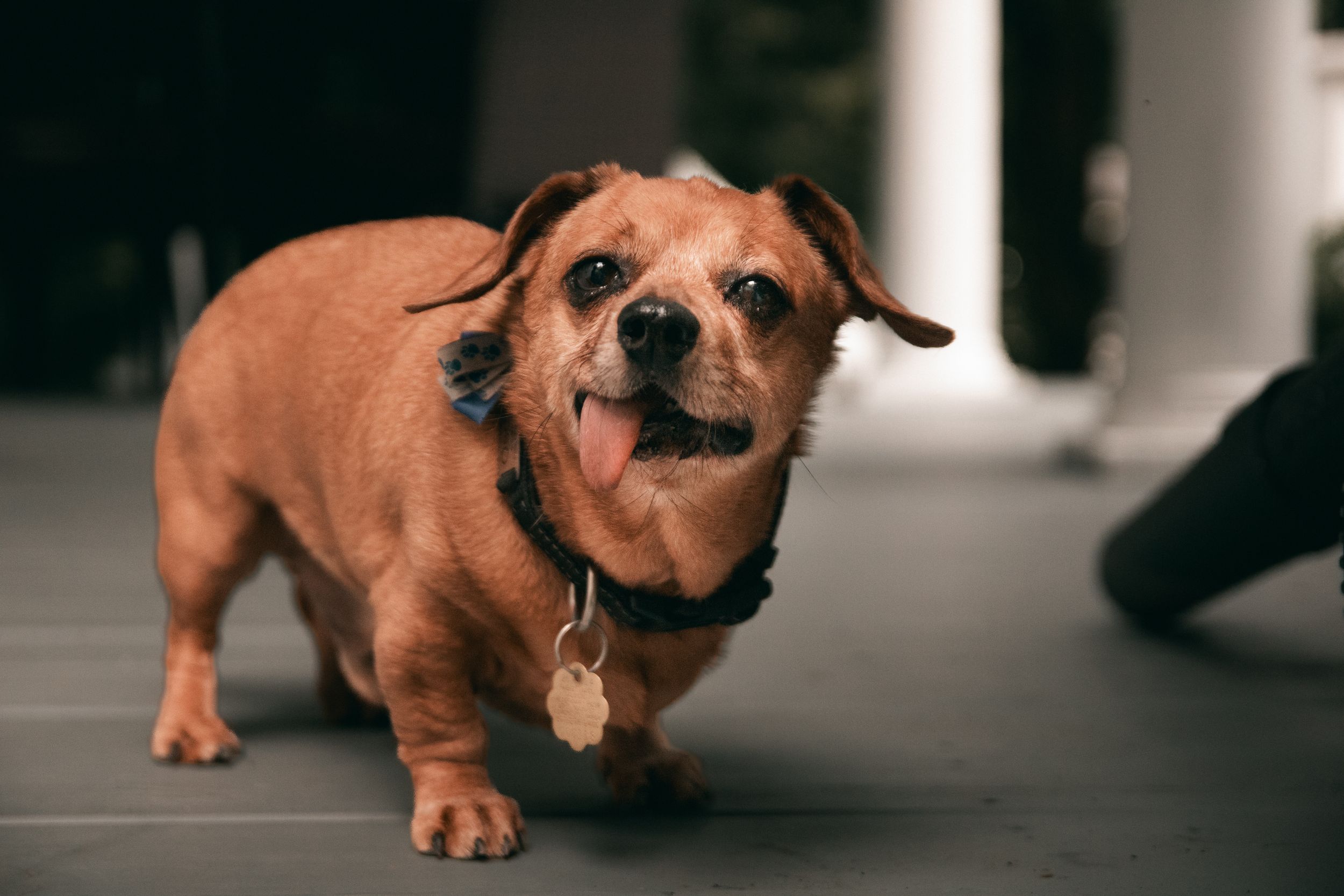 A brown dachshund puppy playfully walks and jumps across a dark floor in a series of connected action shots.