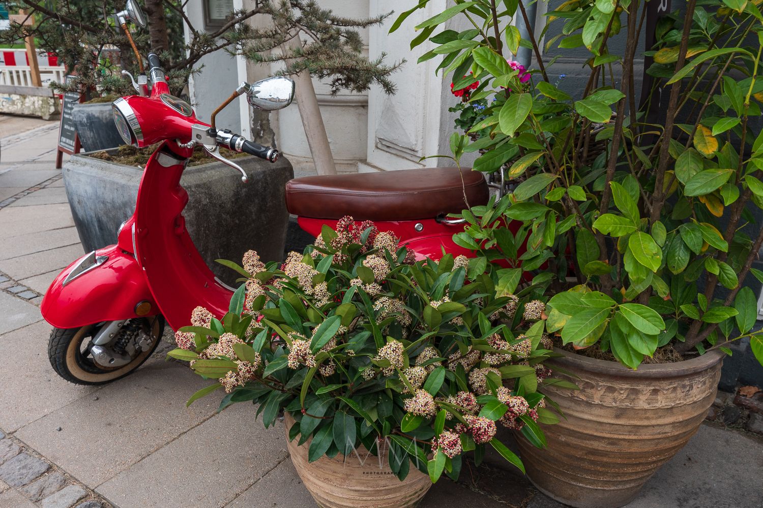A bright red Vespa is parked among potted plants