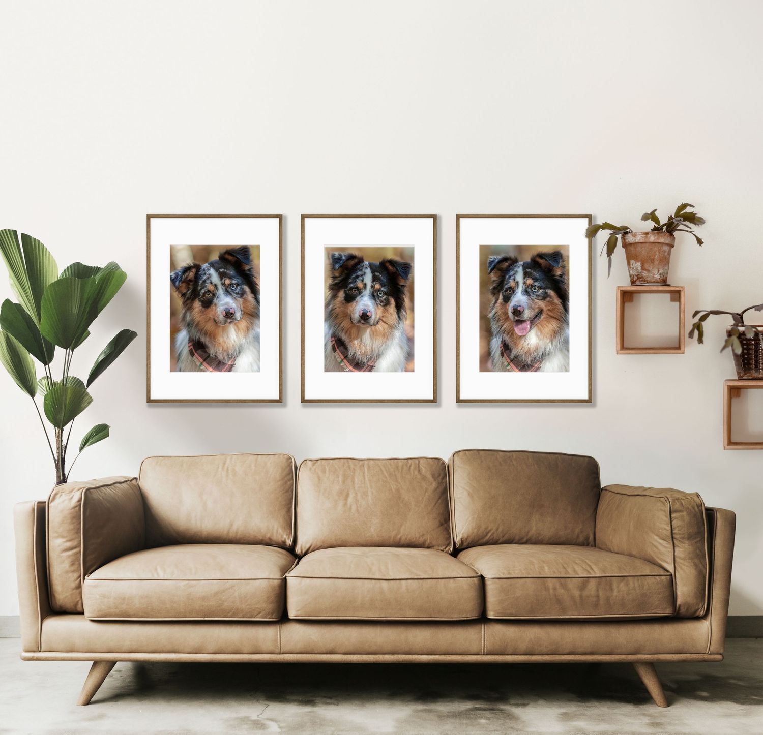 Modern living room interior with tan leather sofa and three framed dog portraits on white wall with potted plants.