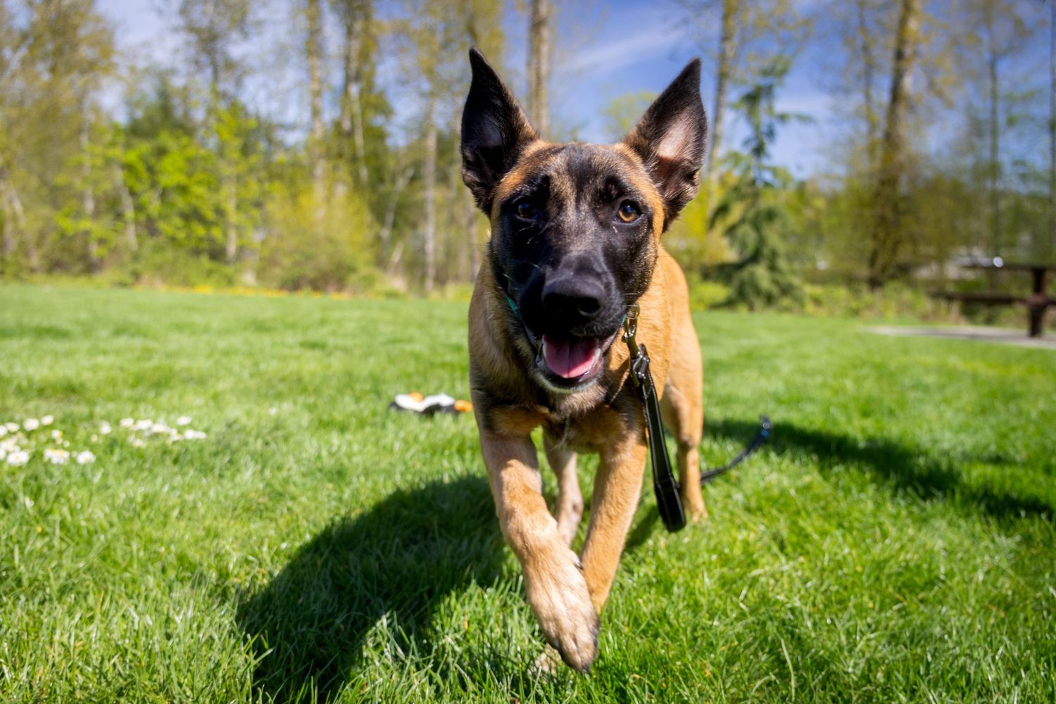 Brown and white dog playing fetch with a blue ball on a sunny grassy lawn.
