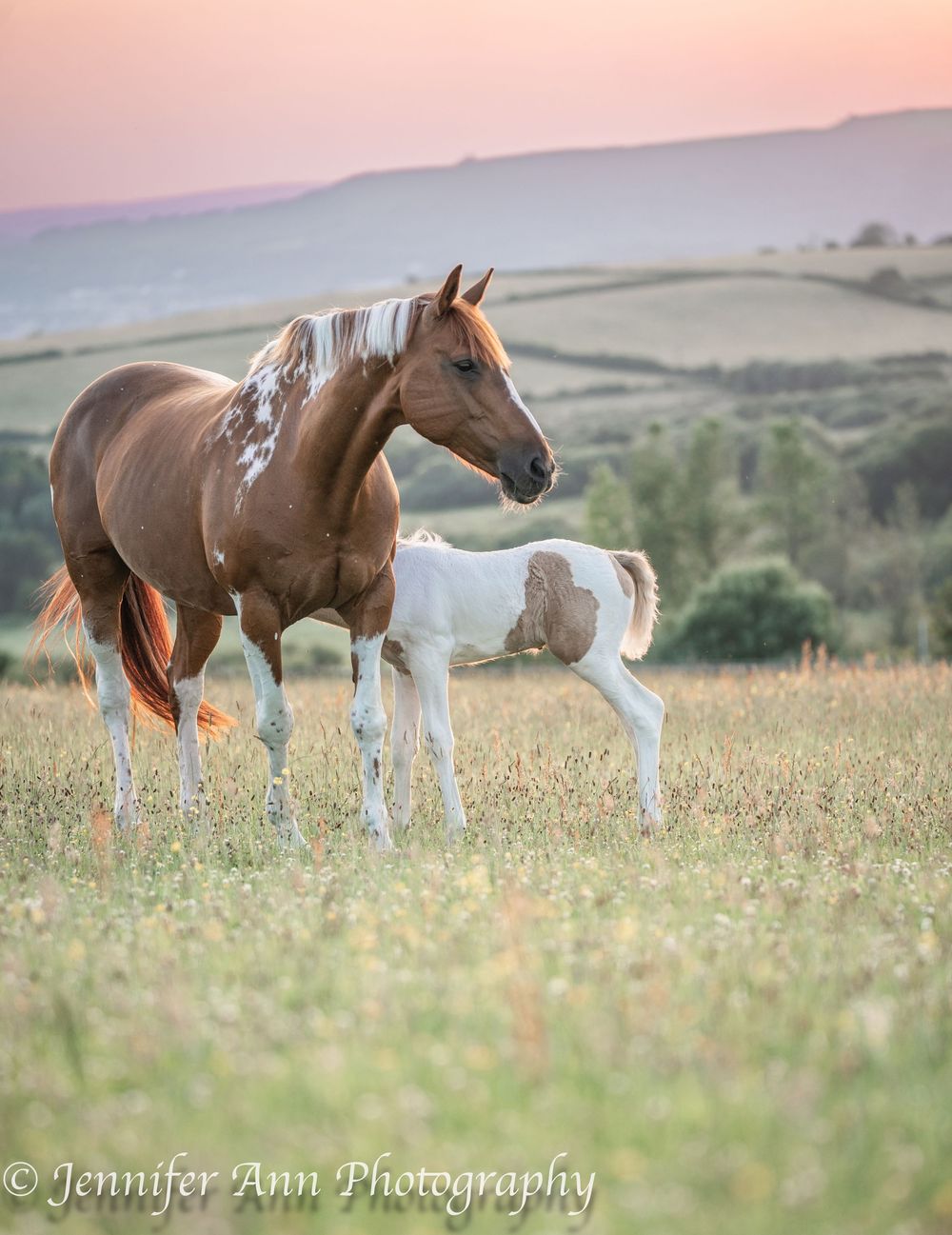 Brown and white horses graze in a wildflower meadow against rolling hills at dusk.