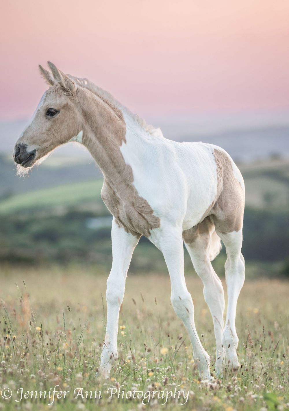 Three white foals play together in a meadow during sunset.
