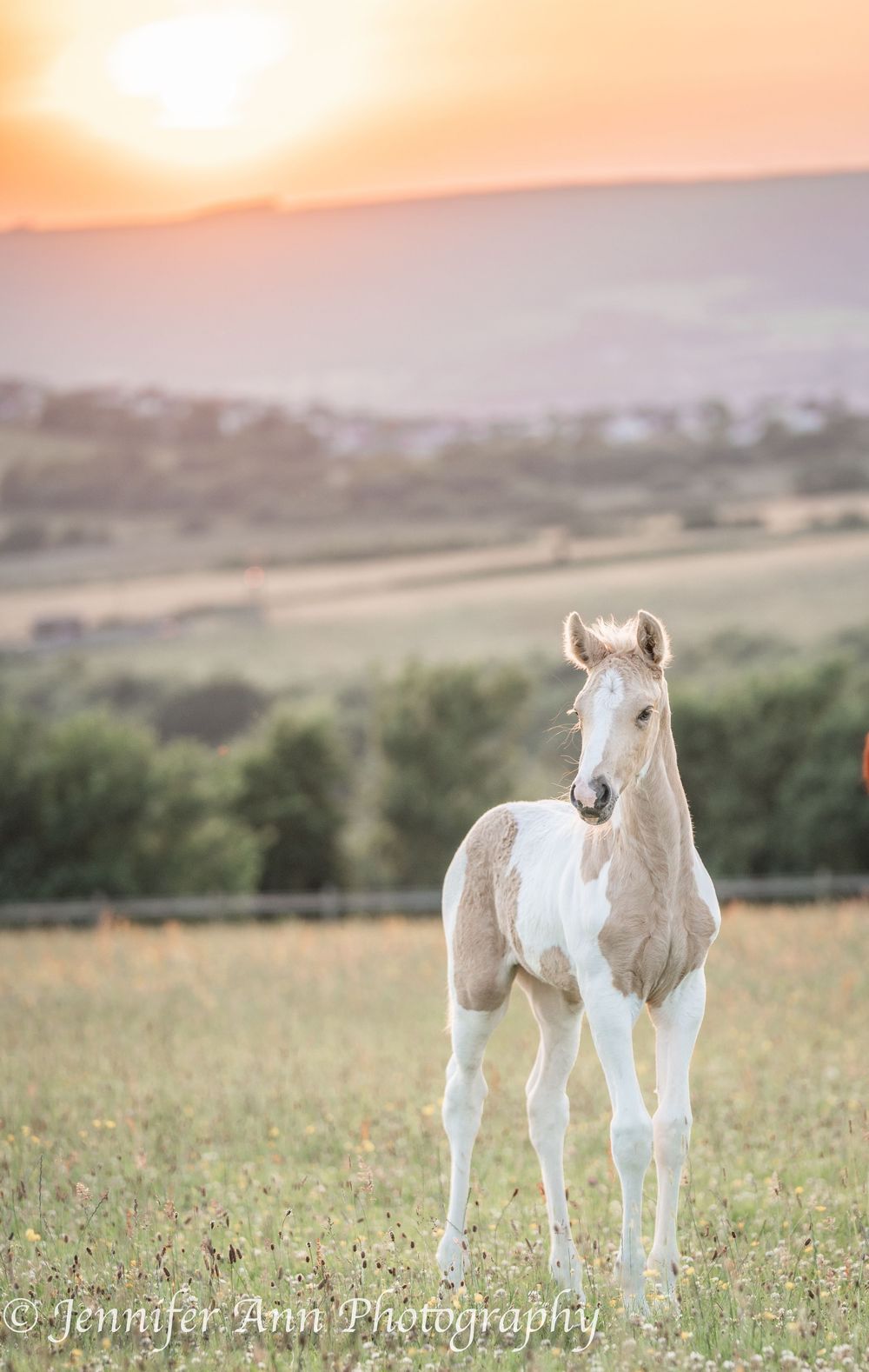 White paint foals stand together in a grassy field at golden hour.