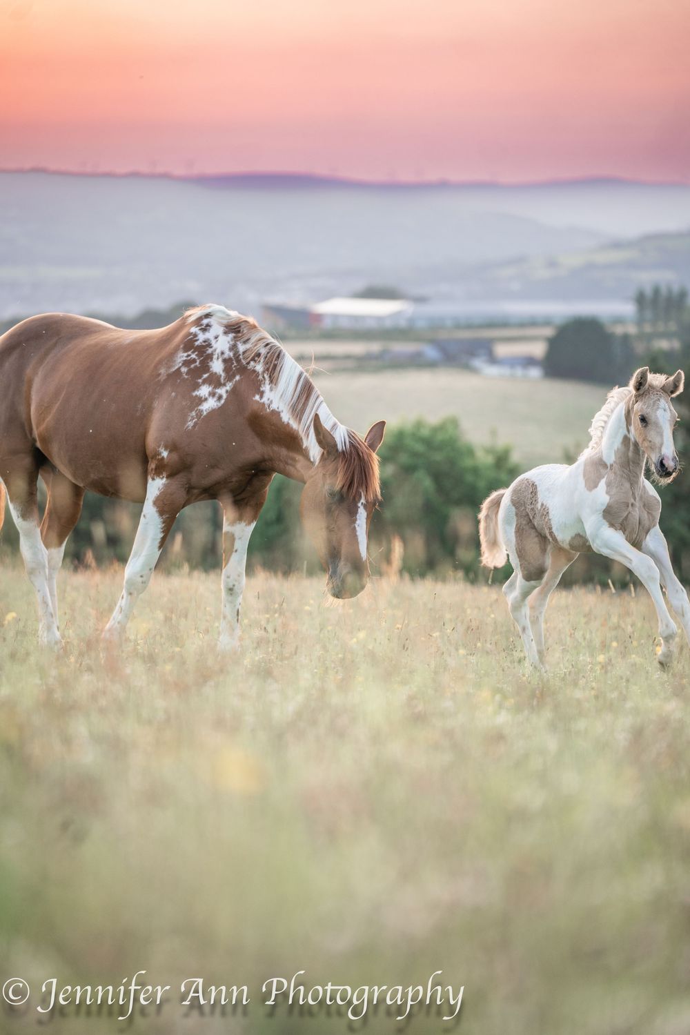 Herd of paint horses grazes together in a summer meadow at sunset.