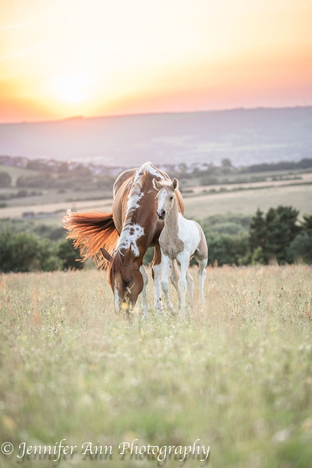 Paint horses and foals gather in a sunlit meadow with rolling hills in background.