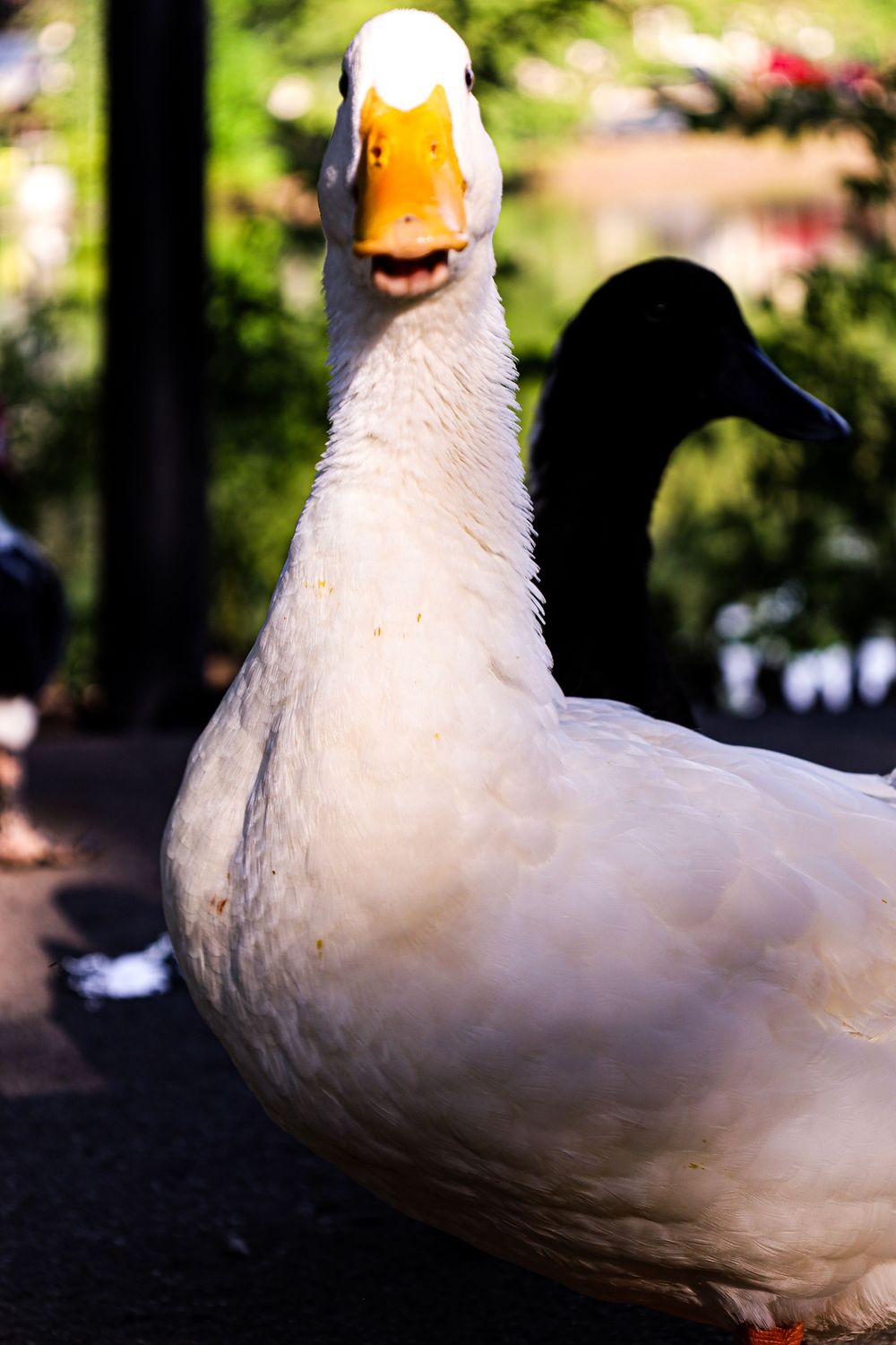 Duck, nature, outdoors, outdoors photography, nature photography