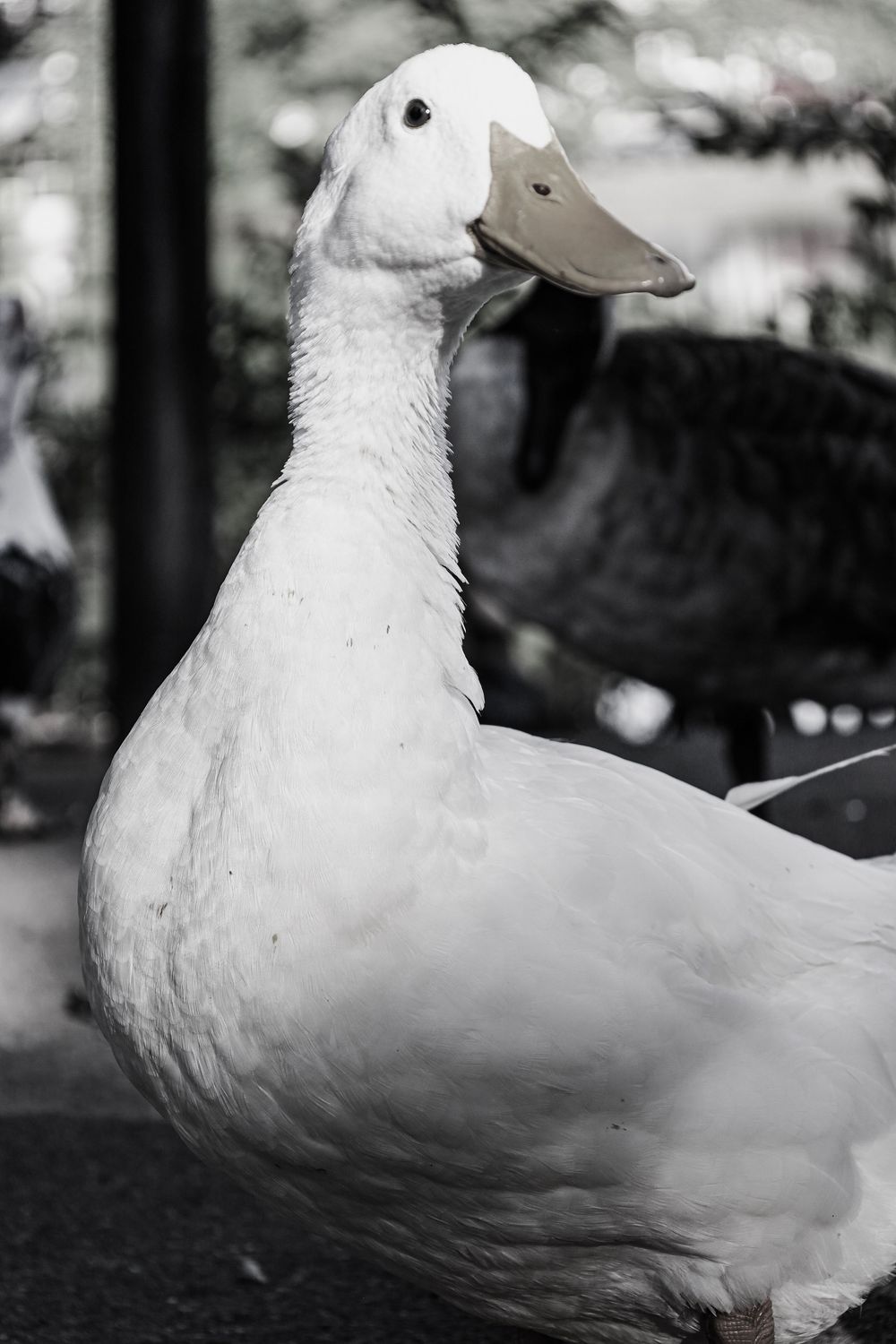 BNW Duck, nature, outdoors, outdoors photography, nature photography