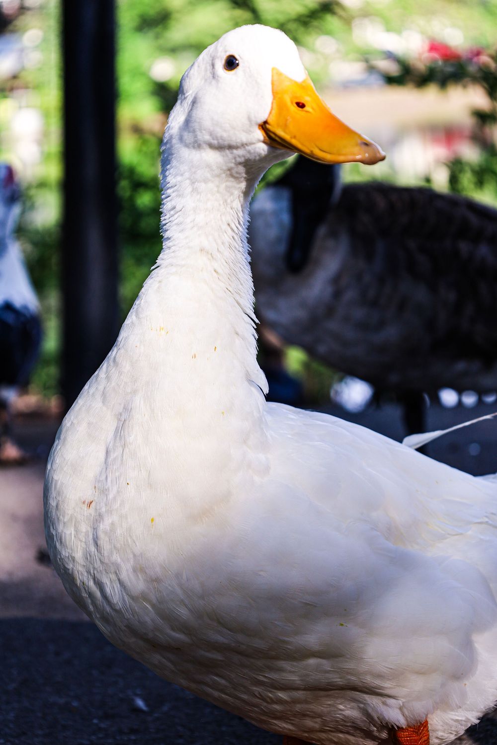 Duck, nature, outdoors, outdoors photography, nature photography