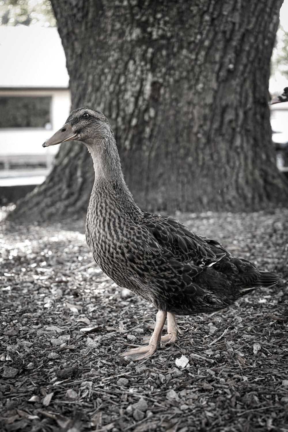 BNW Duck, nature, outdoors, outdoors photography, nature photography